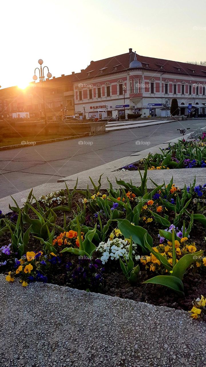 flowers in the center of Lugoj, Romania