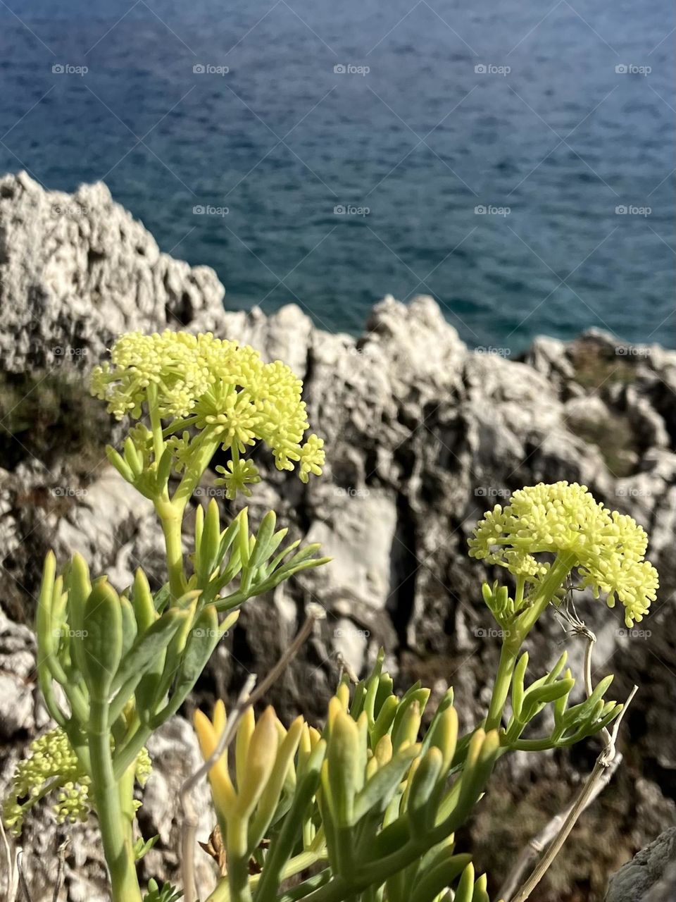 Sea fennel growing on rocks
