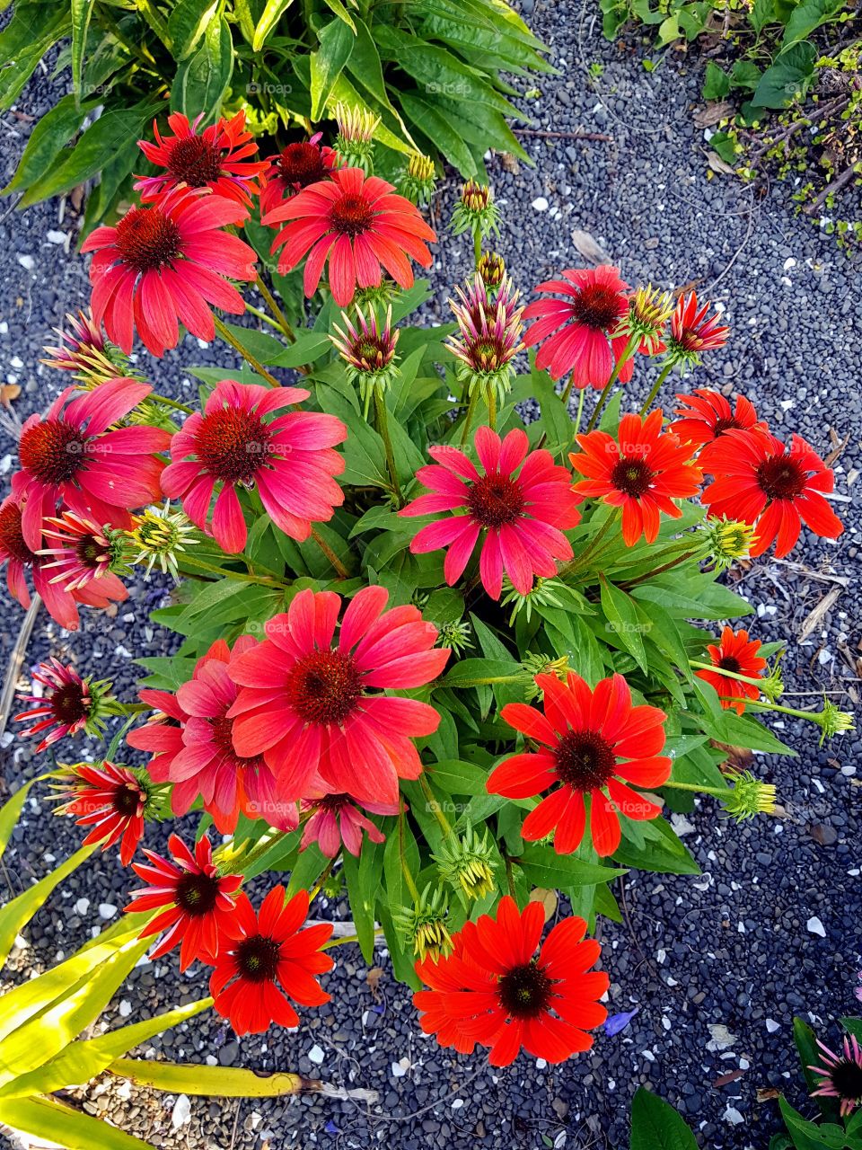 Bright red daisies stand out in the garden. I just couldn't walk past this lovely bunch.
