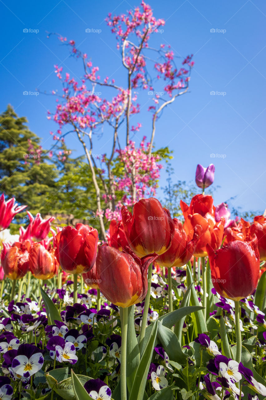 Tulipa in spring