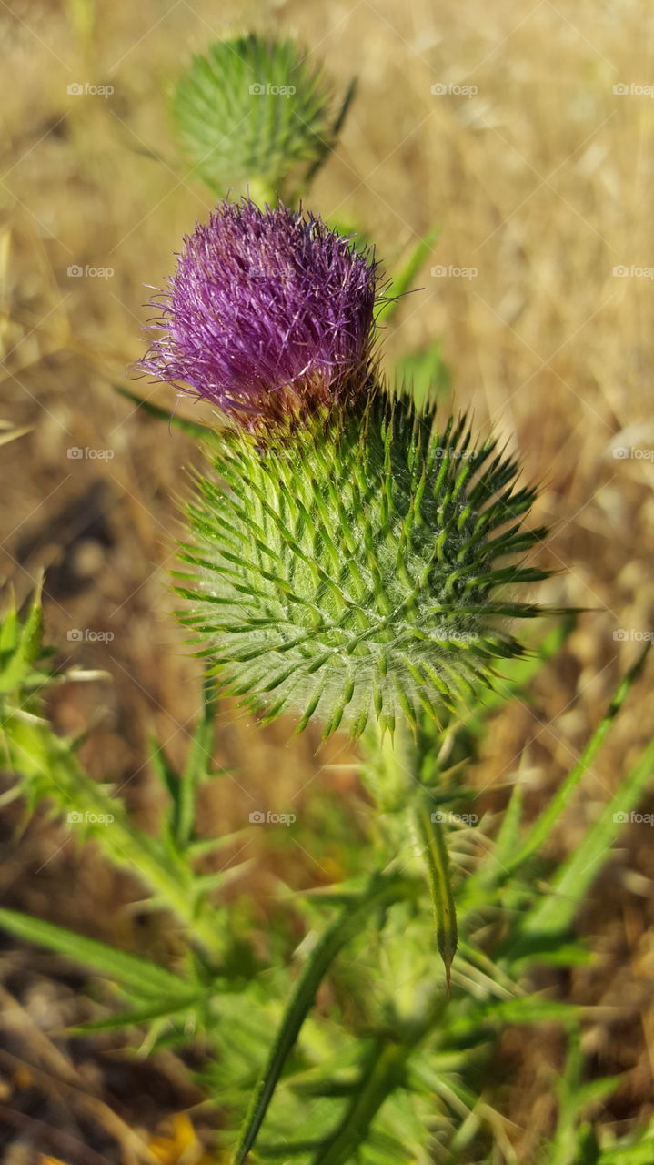 A very green spiney weed growing in a sea of dry brush.