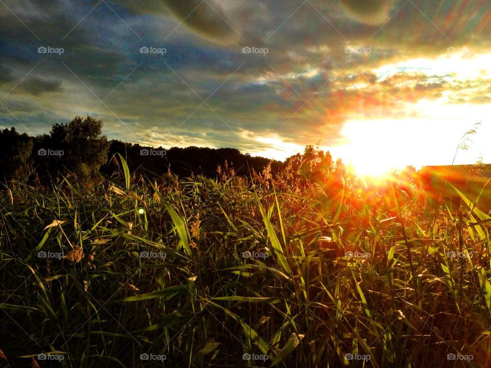 Sunset at wheat field