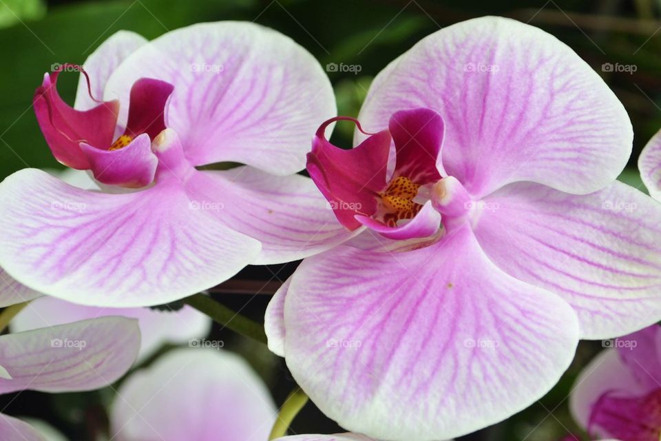 orchids654