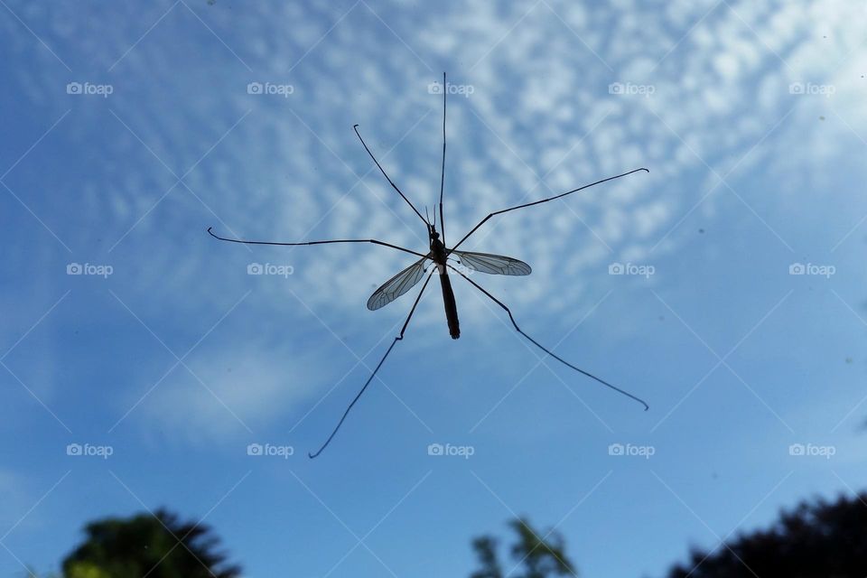 Crane fly on window