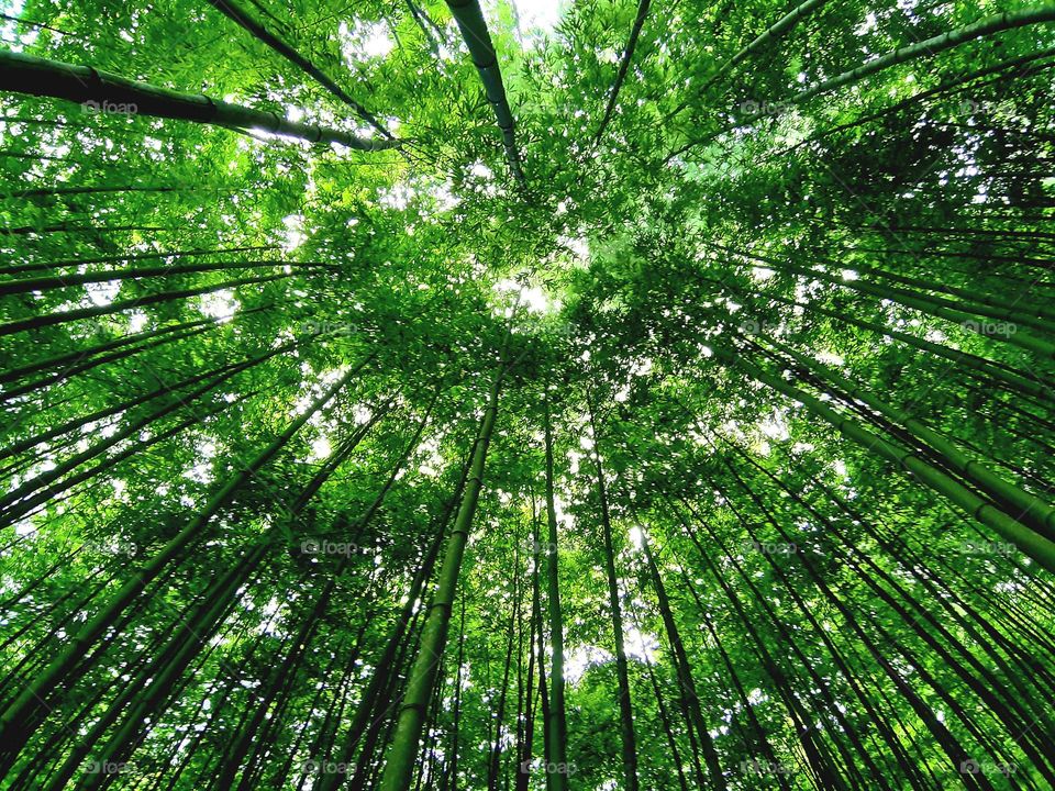 Bamboo forest in Mu Cang Chai district,  Yen Bai province,  Vietnam