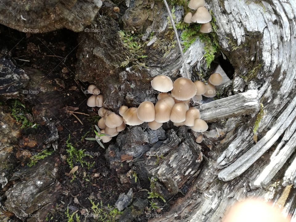 Mushrooms