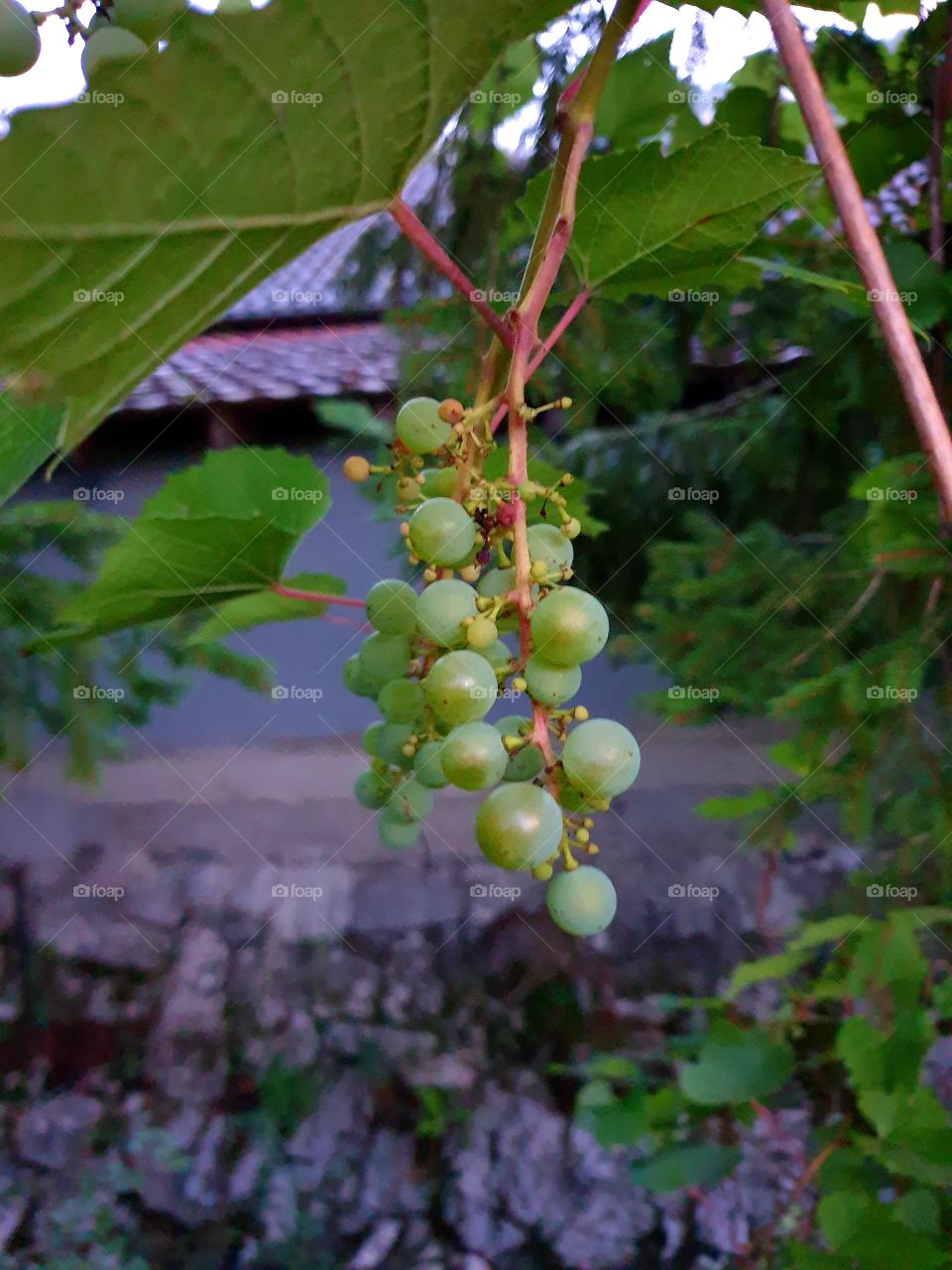 Grape