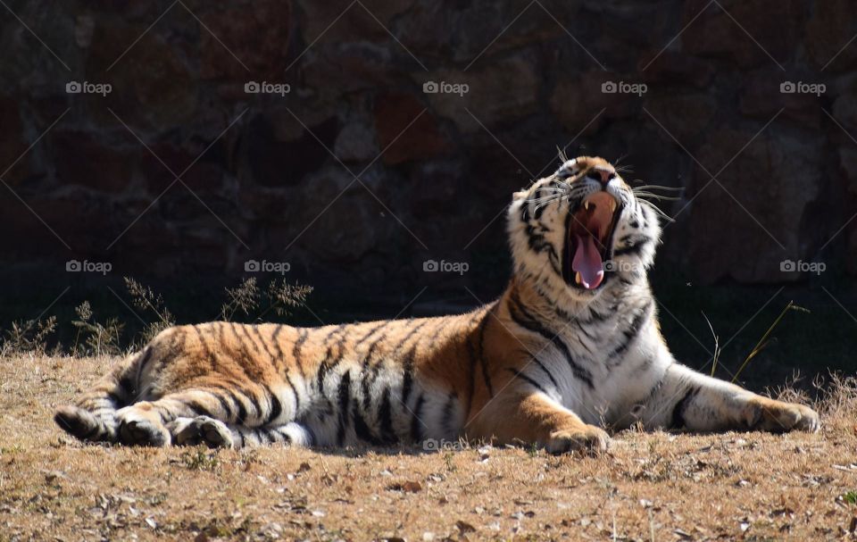 Yawning tiger