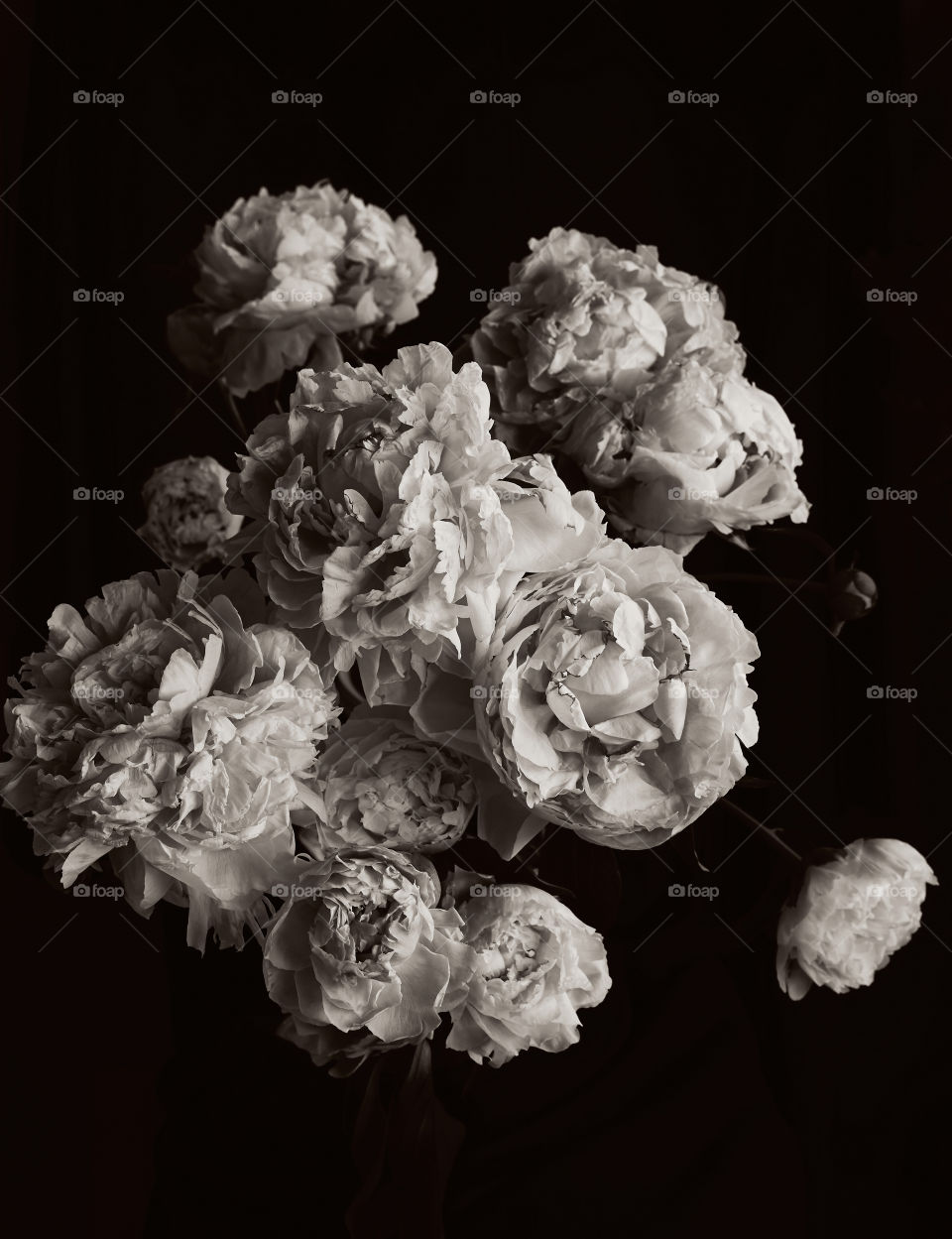 Elegant peonies on a dark background 