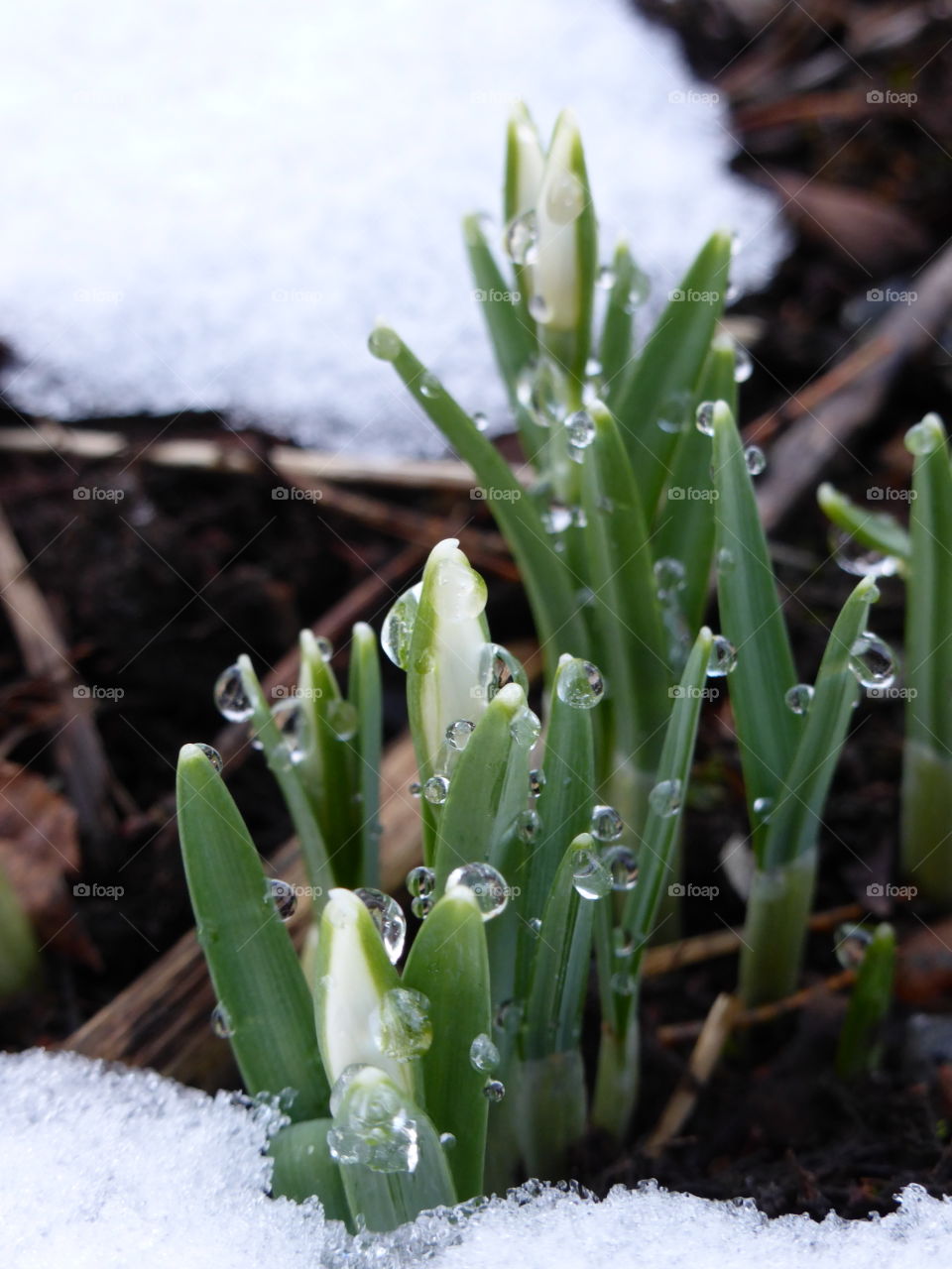 Snowdrops 