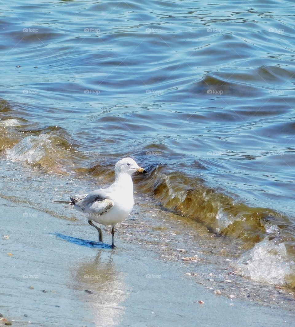 Seagull at the beach