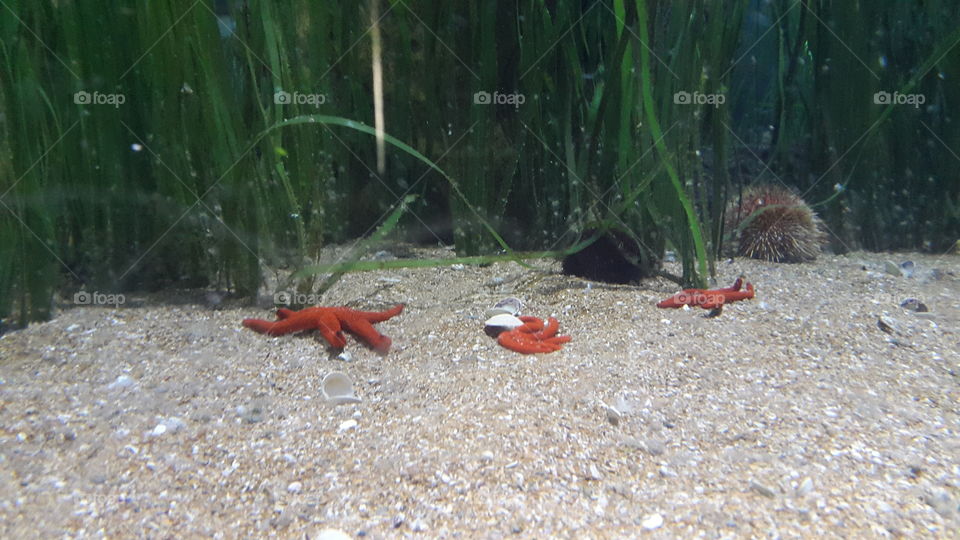 "Look! Some starfish are having a party!" 
"How do you know?"
"Take a closer look, you'll see that they're dancing!"