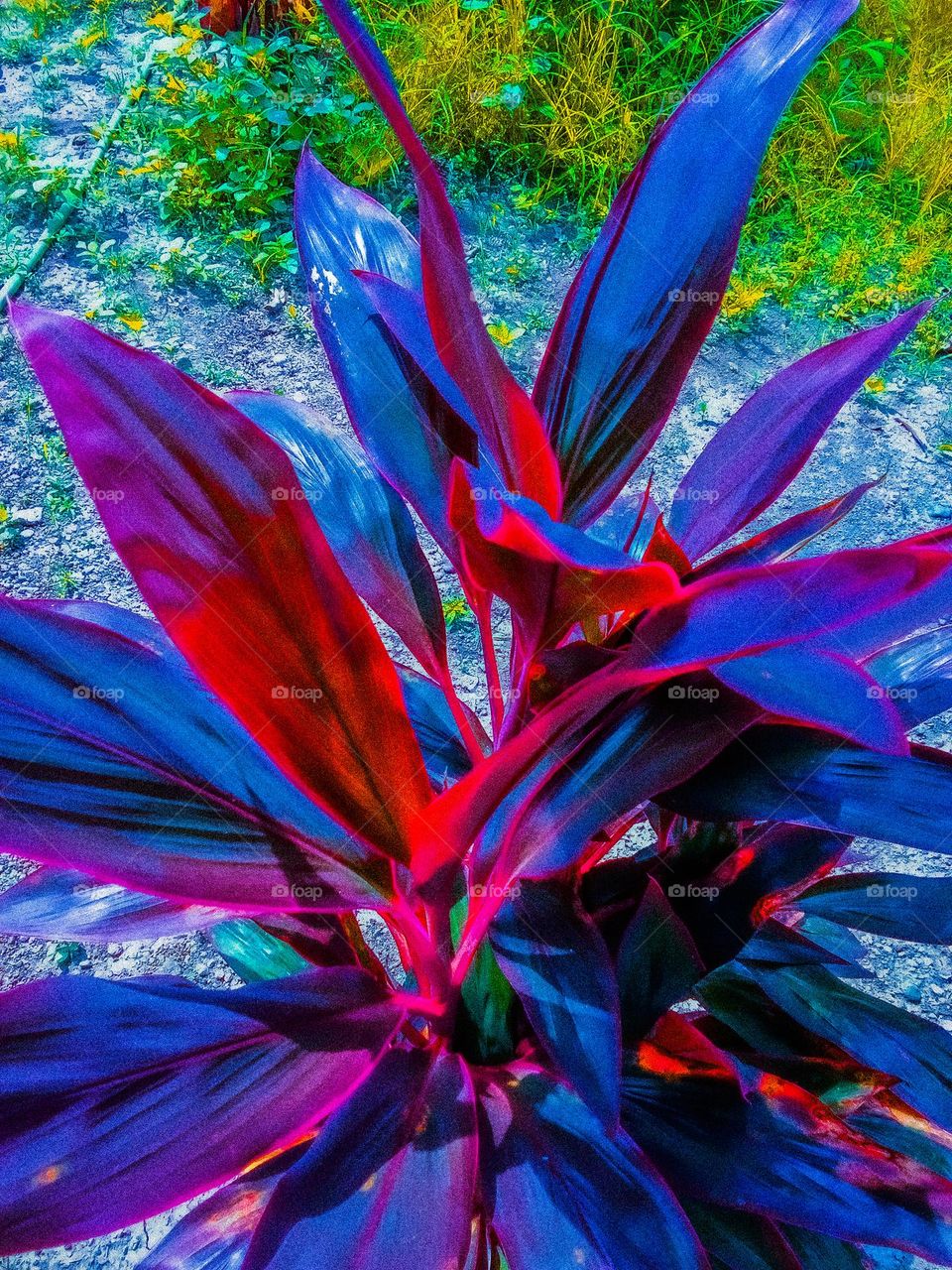 lit leaves in flower garden yard