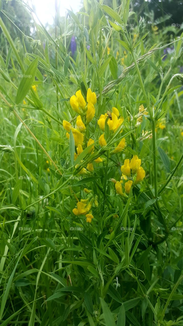 yellow flowers