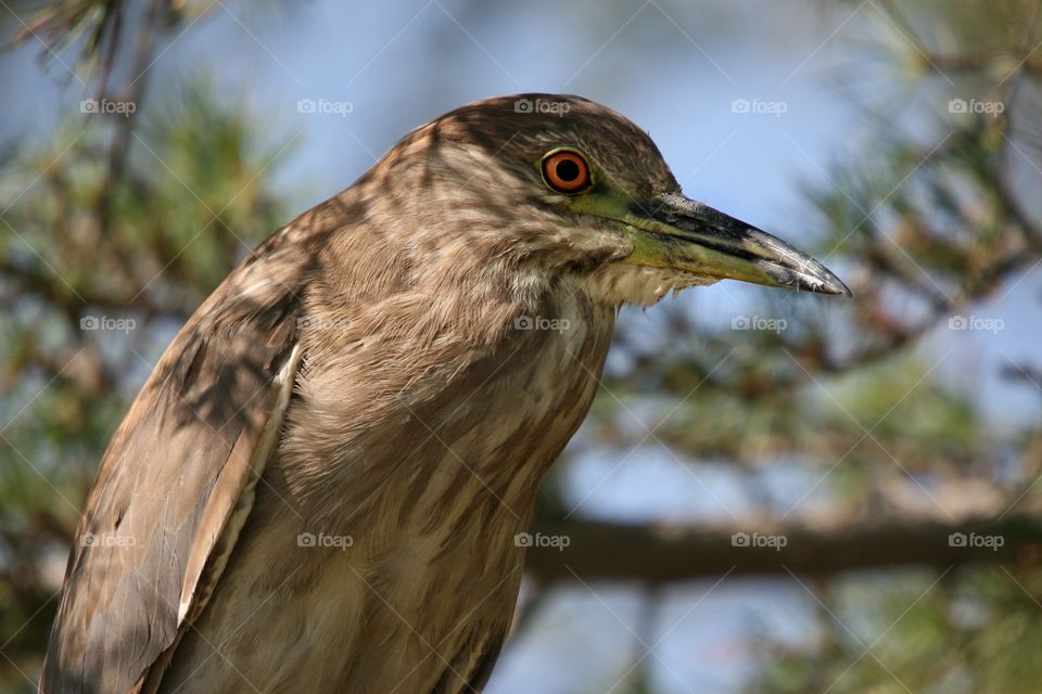Juvenile Black Crowned Night Heron