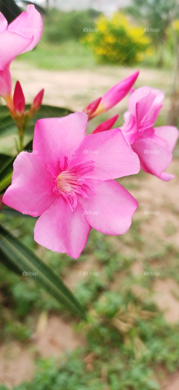 flower image