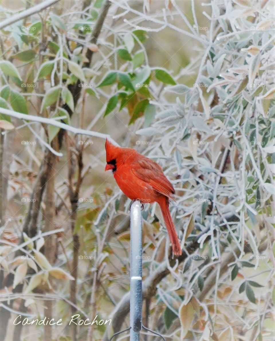 cardinal