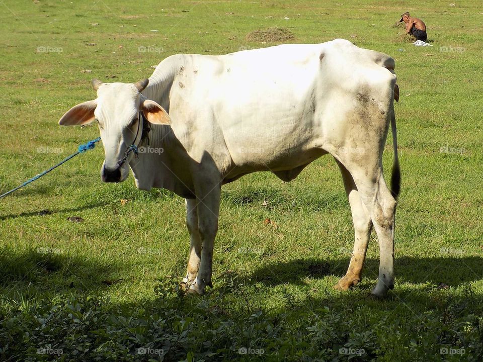 Looking for grass in the field to feed the beloved cow