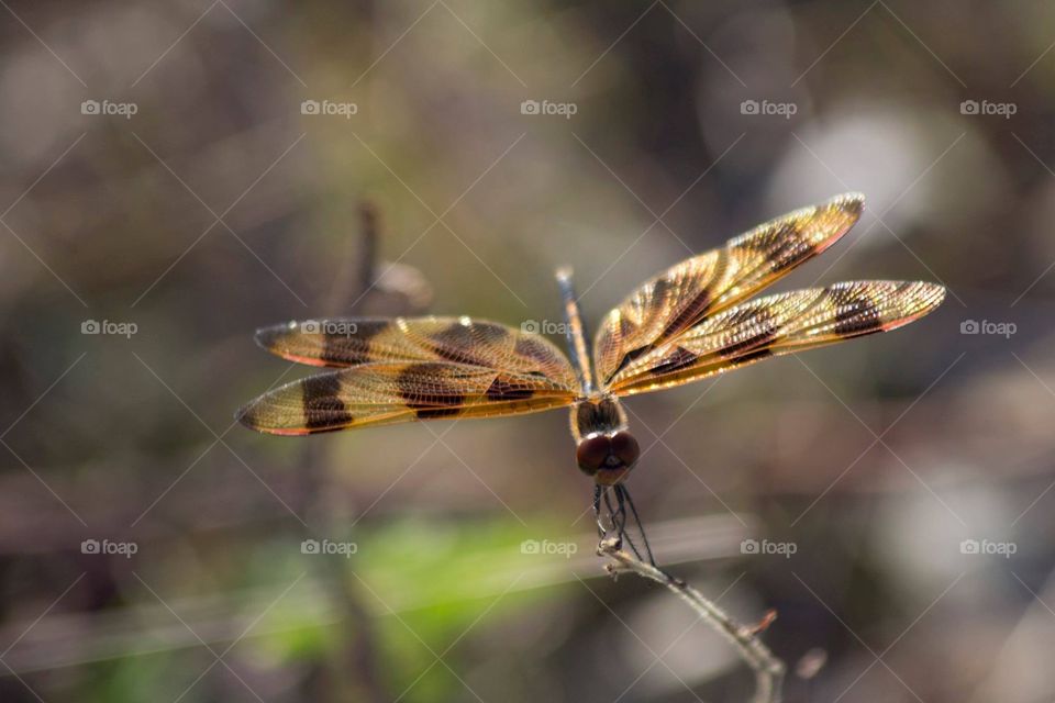 Dragonfly, Everglades, Miami