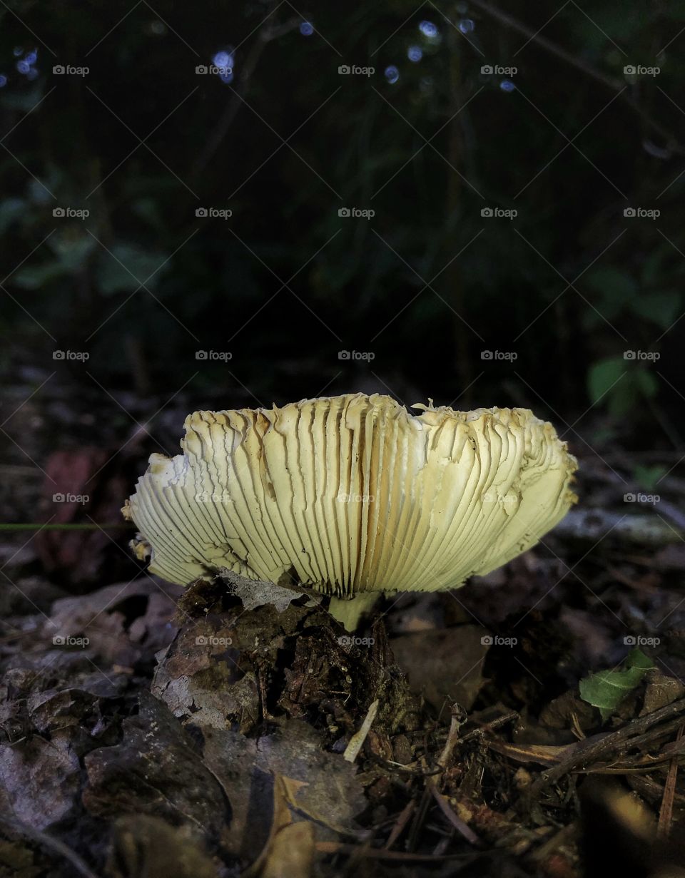 Mushroom Glow