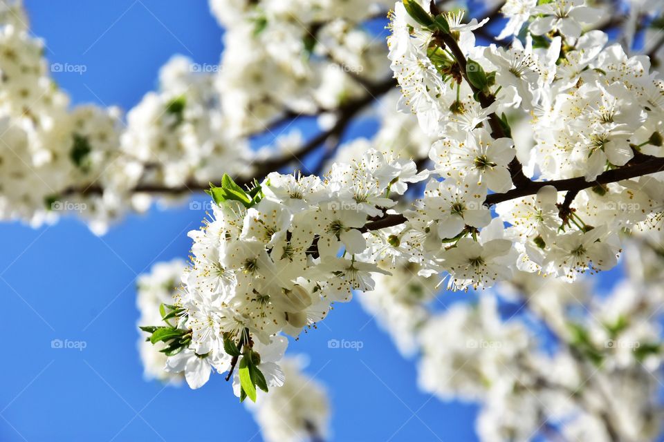 white blooming tree branch