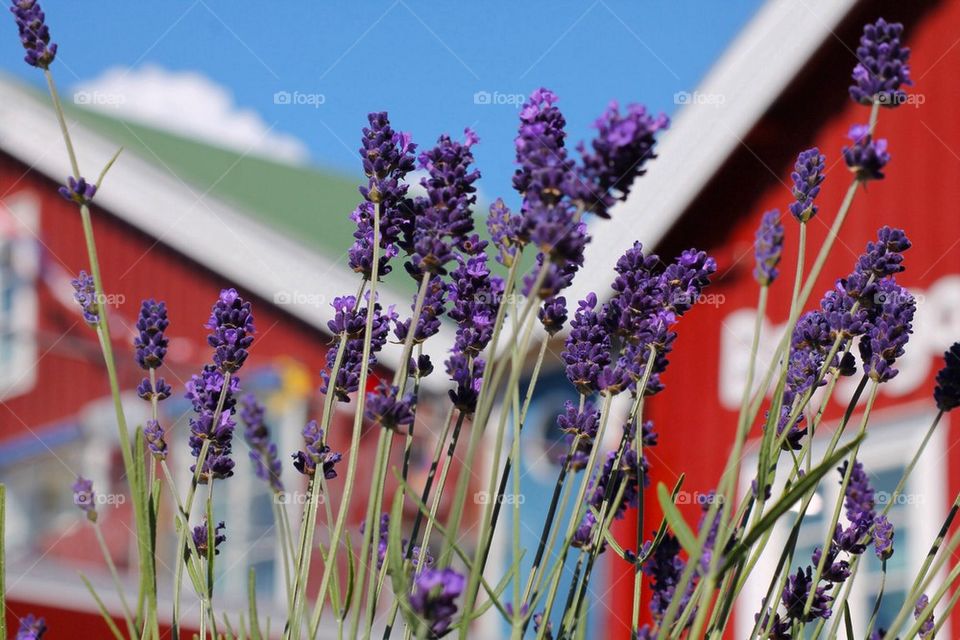 Purple flower blooming at oudoors