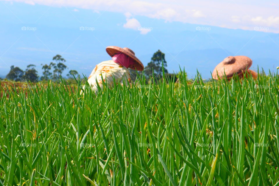 Field, Grass, Hayfield, Farm, Nature