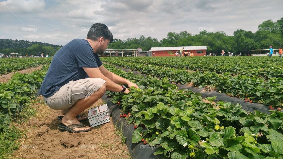 Man Strawberry Picking