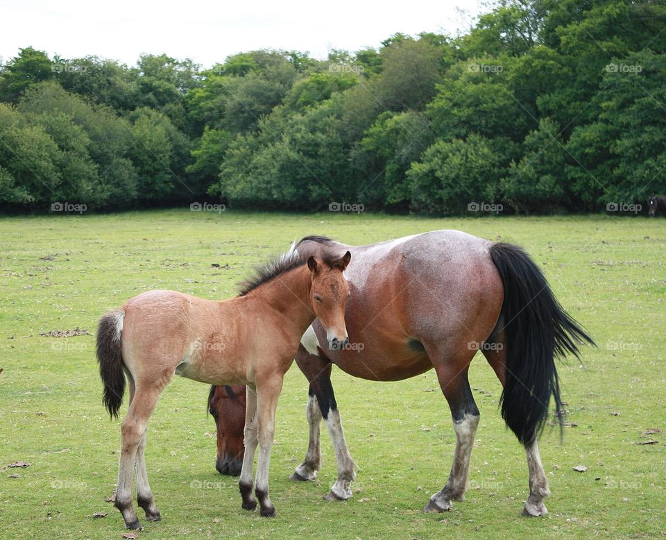 Horses