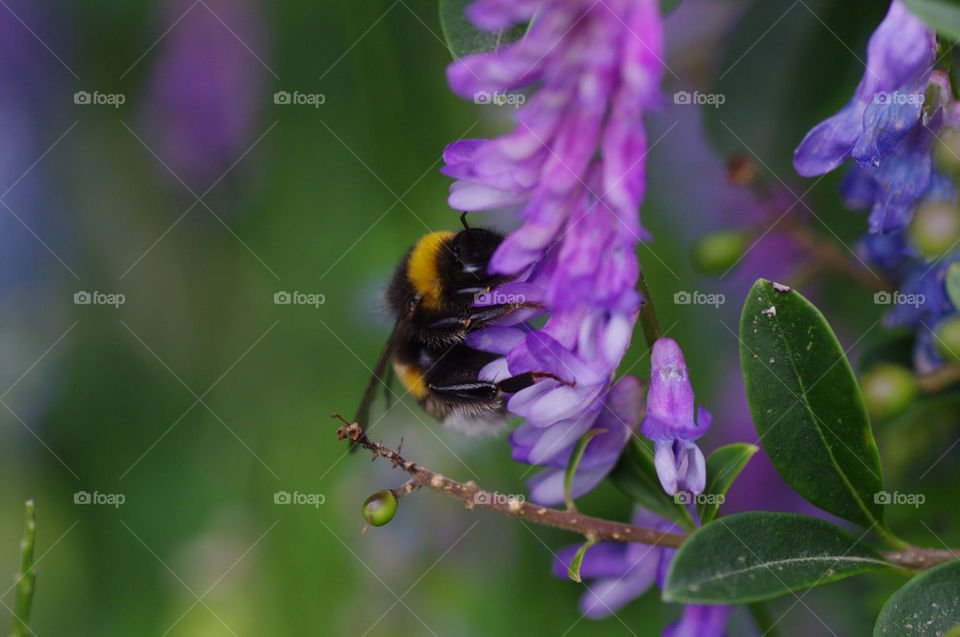 flower macro insekt hummel by jessyblue