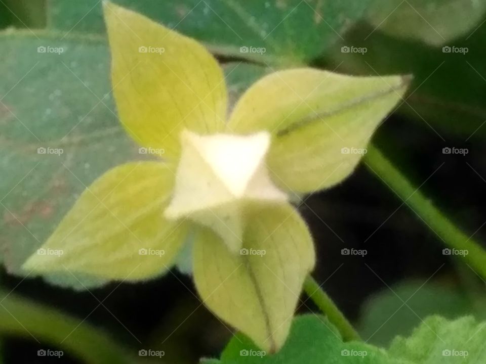 A star in a petal star