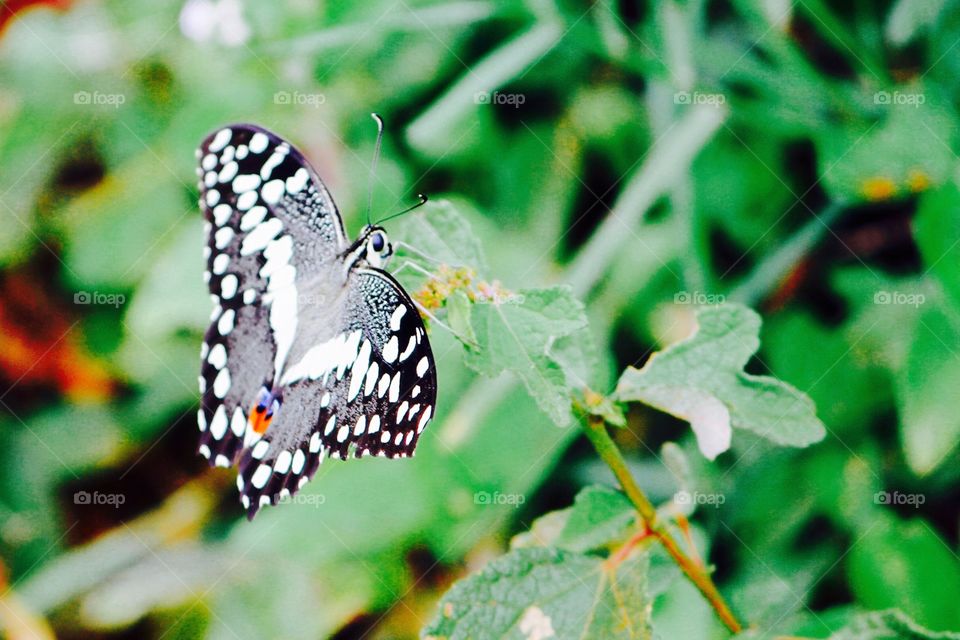 Butterfly on a leaf