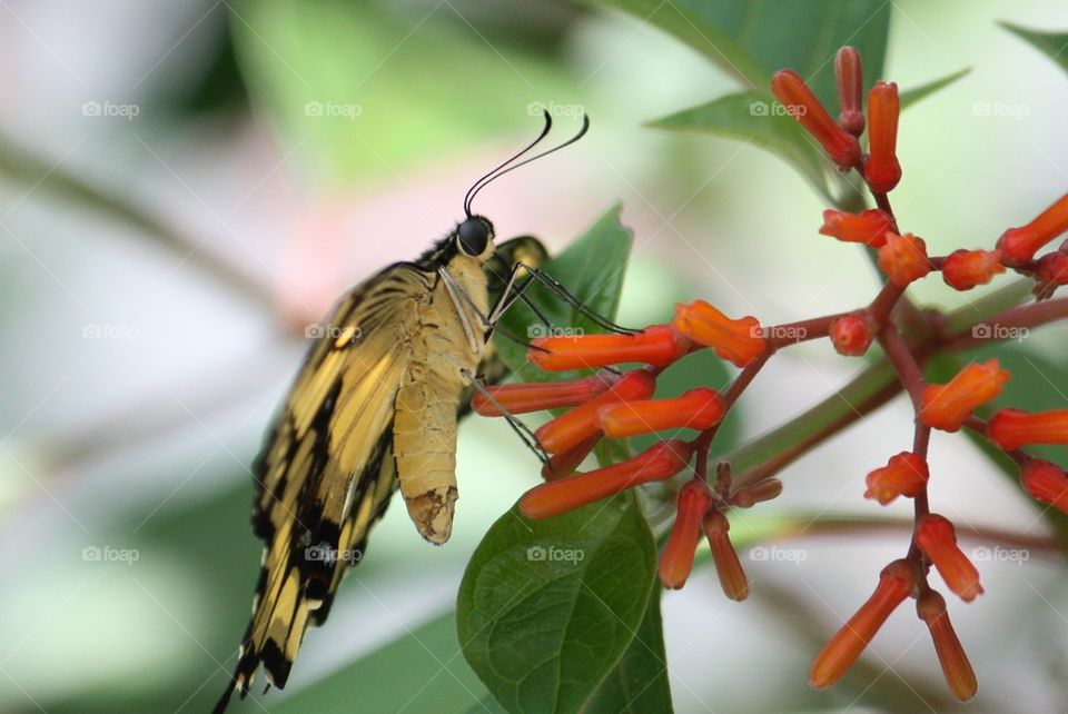 Yellow butterfly orange flowers