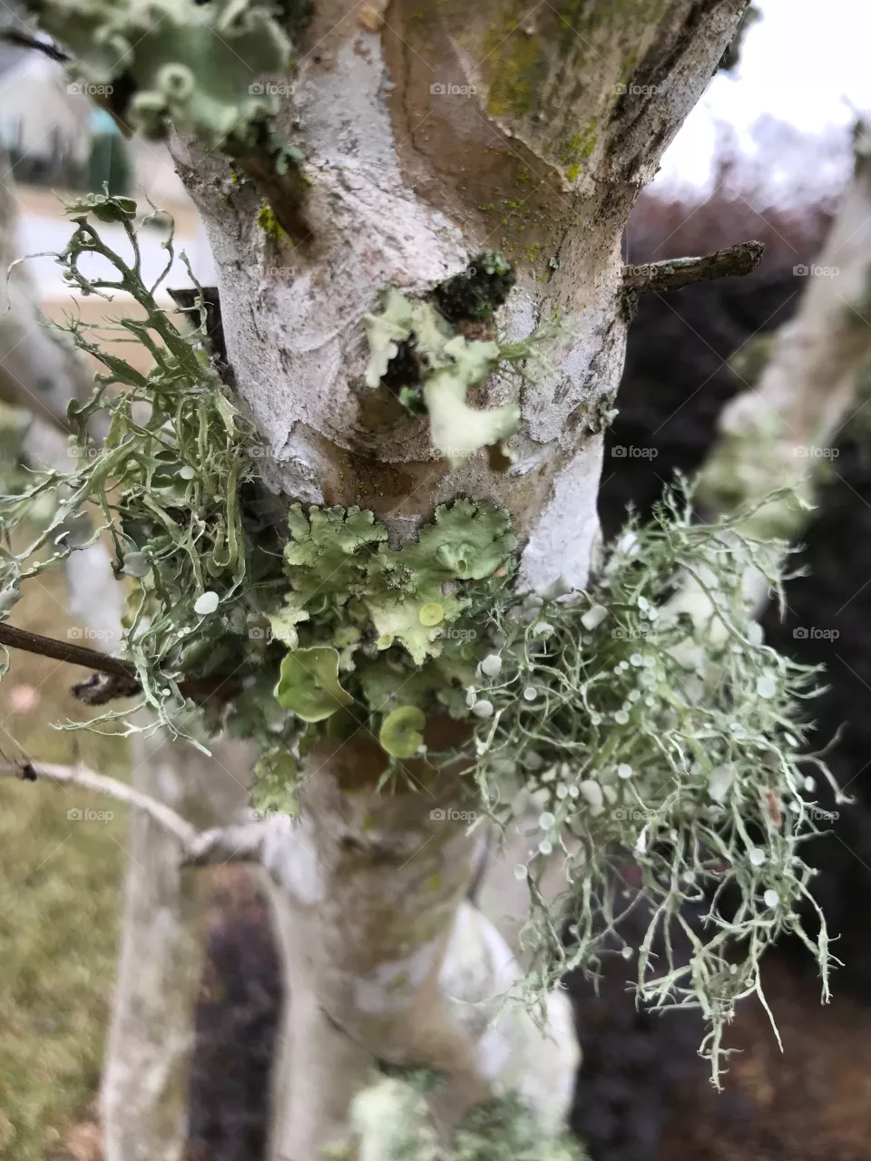 Moss 