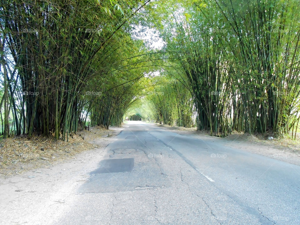 Bamboo Avenue