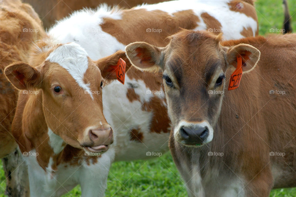 cook blaaa by mmcook