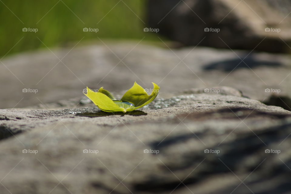 Water in a leaf 

