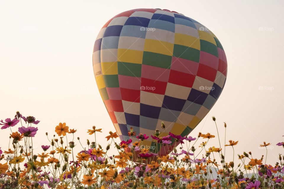 Chiang Rai/Thailand:February 16 2019-Ballon in the Beautiful colorful flower field ,Singha park Ballon Fiesta