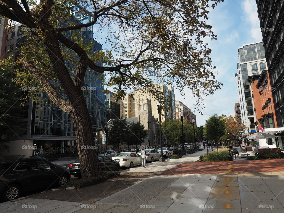 City. Tree. Branches. Fall