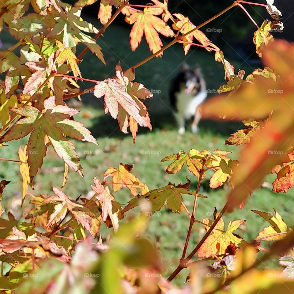 Autum coloured leaves frame the image, wirh a soft focus of a Sheltie dog in the background on green grass in sun and shade. U.K