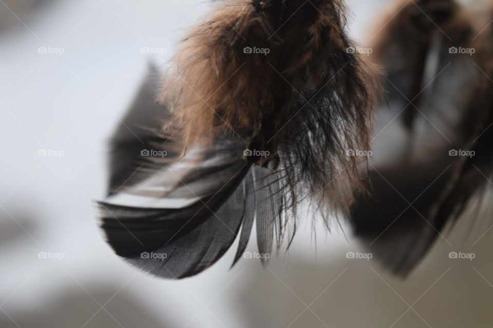 Gorgeous Black and Brown Feathers on a soft white background.