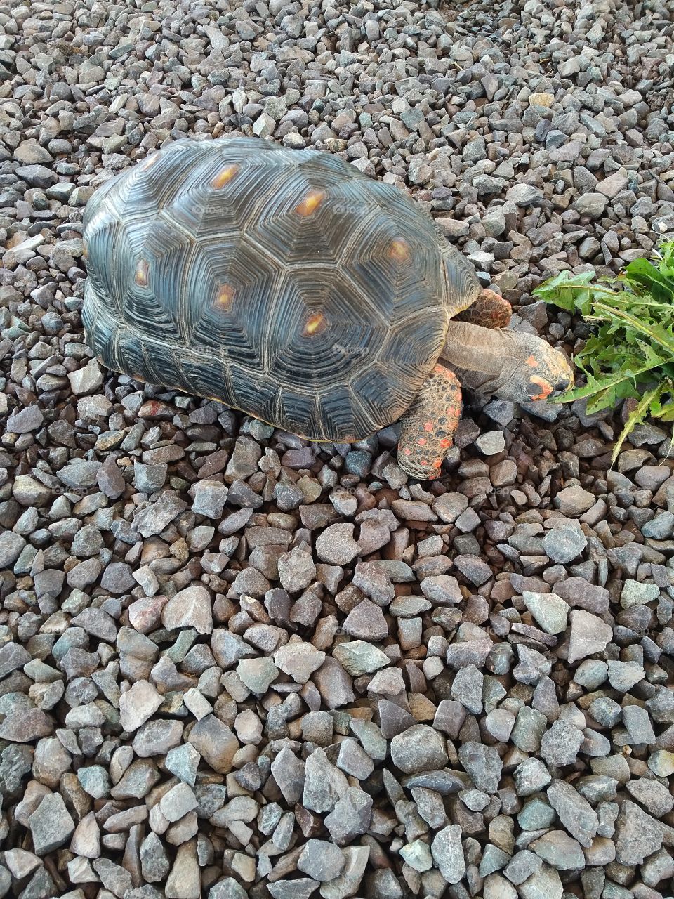 Tortoise munching on grass