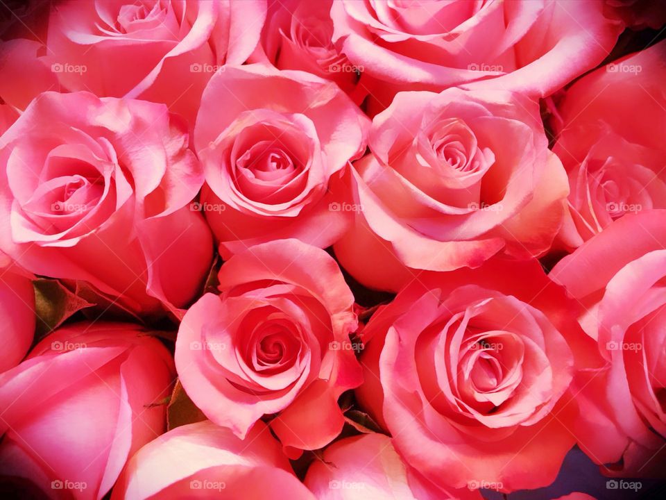 Pink roses 