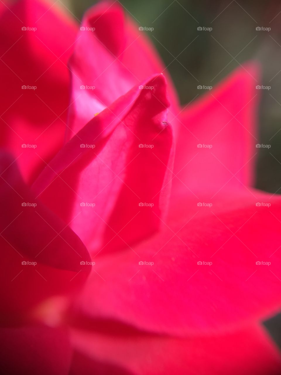 Rose petal closeup 