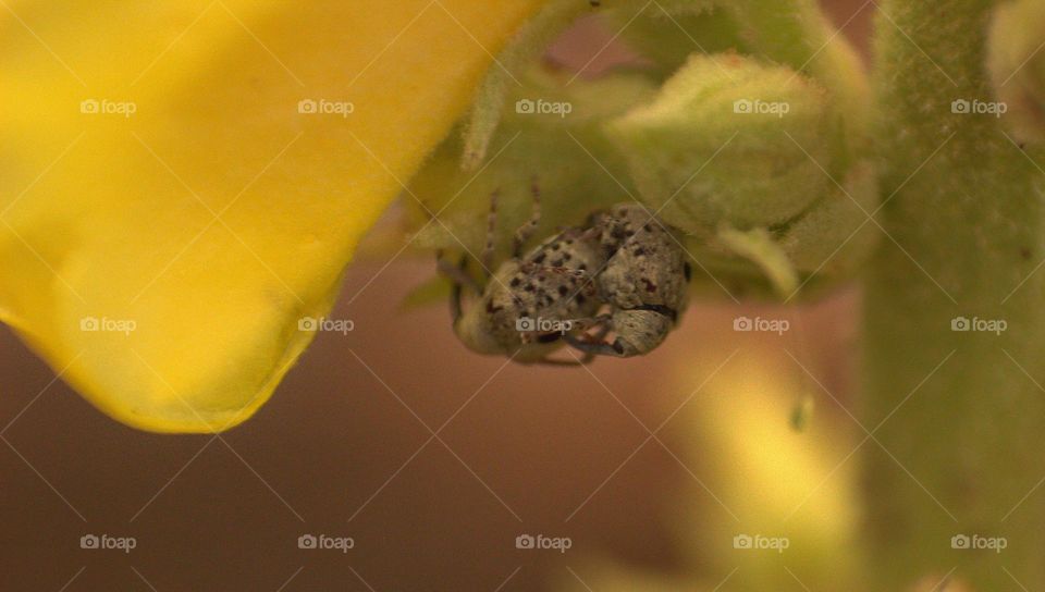 Two green weevils.