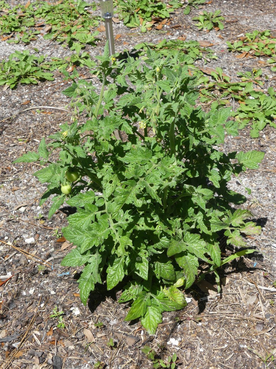 Free standing tomato plant with tomatoes 