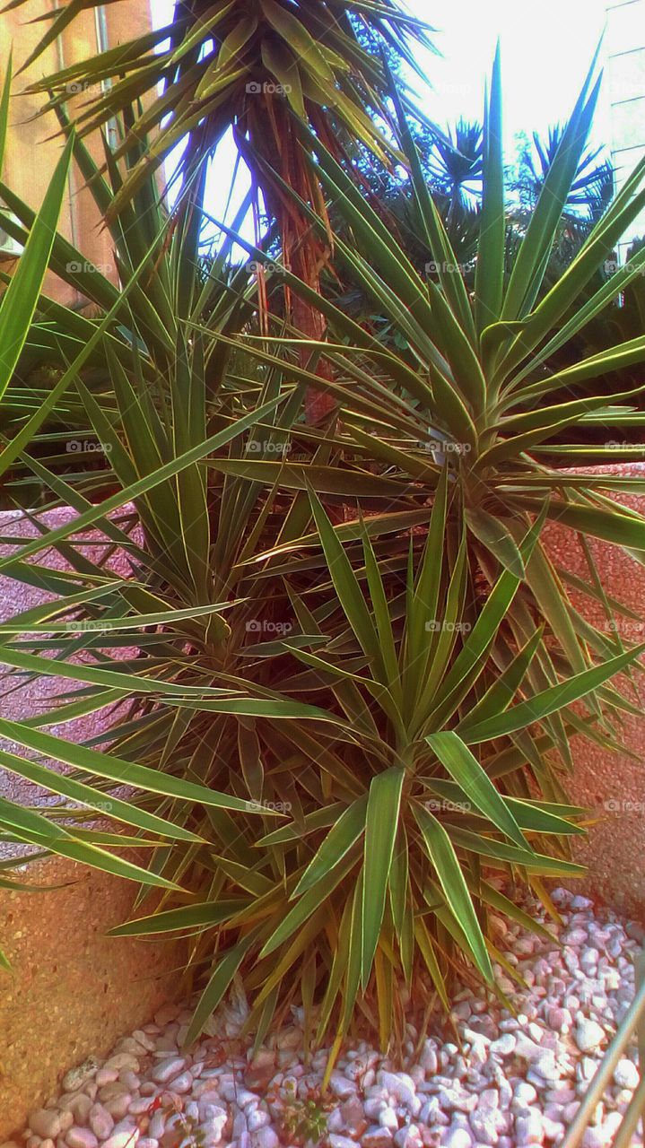 Exotic vibrant green Yucca tree in closeup outdoors in tropical nature