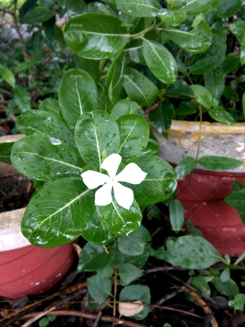 good photo,Flower photo,Beautiful photo of beautiful flower,Indian species of flower,Best flower photo for you,Memorable picture of flower,Flower photo photo for message,Flower photo for everyone,Flower message,A nice picture for you