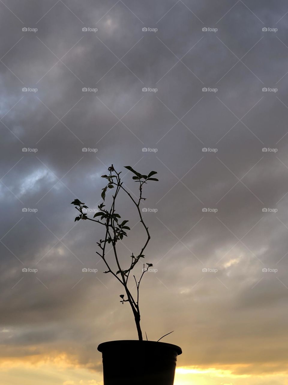 Beautiful plant embracing foggy sky 