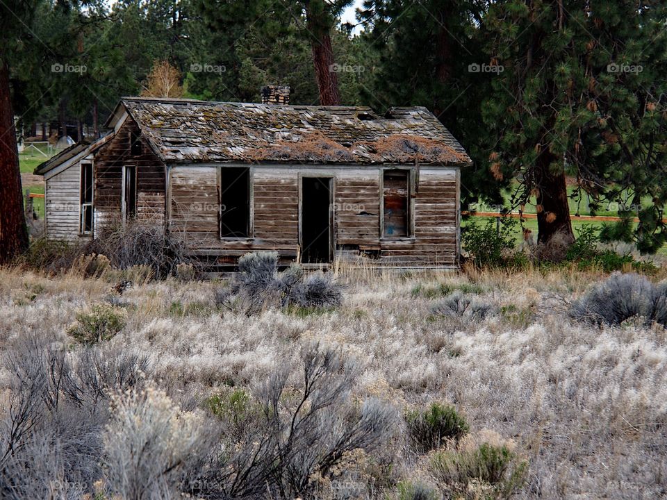 An old run down homestead amongst the ponderosa pine trees and sagebrush in rural Central Oregon on a spring day. 